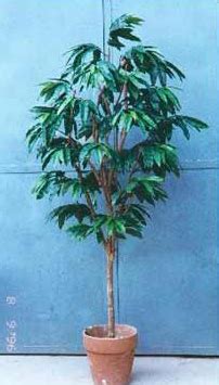 asianplants: hawaiian ficus, mango trees, ficus pillar, designer trees