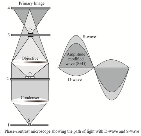 Phase contrast microscopy: Principle, Image Formation, Ray Diagram and ...