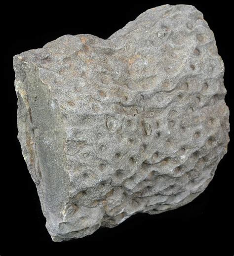 3.4" Fossil Lycopod Tree Root (Stigmaria) - Oklahoma (#53333) For Sale ...