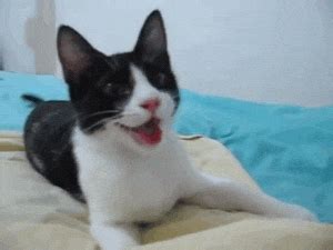 Cat Happy GIFs - Find & Share on GIPHY