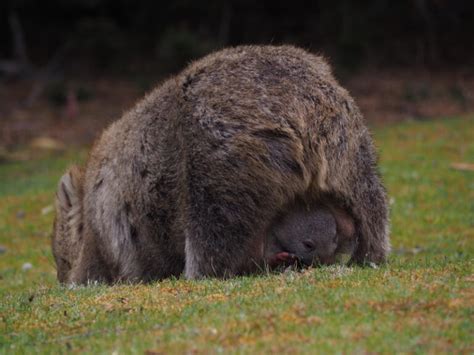 10 Cute Wombat Facts - The only animal with cube shaped poop - Top10HQ