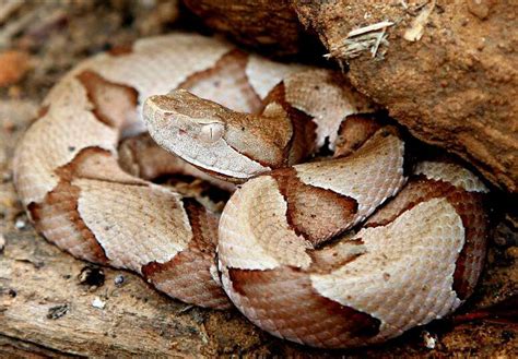 Copperheads, the most common and widespread venomous snake in the... Photo-photo.94773 - Houston ...