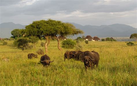 CNN Names Kidepo Valley National Park Among Best Safari Destinations In ...