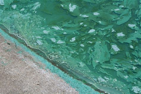 What Causes Blue Green Algae? & How to Identify It – Aquaread