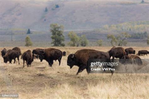 2,418 Plains Bison Stock Photos, High-Res Pictures, and Images - Getty ...