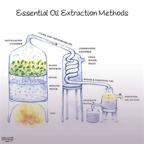 How are Essential Oils Created? | Mary Tylor Naturals