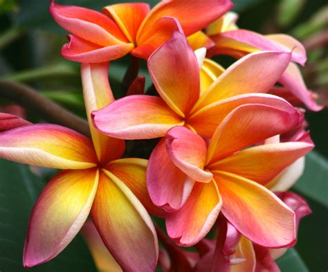 Free Images : nature, flower, petal, bloom, summer, tropical, natural, island, botany, blooming ...