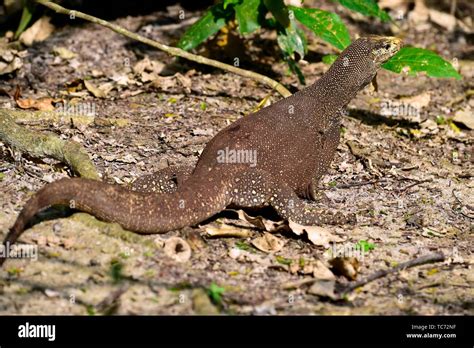 Cambodia wildlife hi-res stock photography and images - Alamy