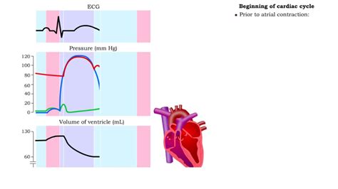 Five phases of cardiac cycle & Atrial contraction - YouTube