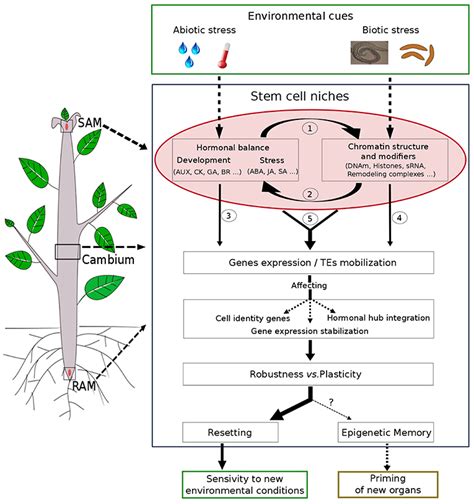 Frontiers | Phytohormone and Chromatin Crosstalk: The Missing Link For Developmental Plasticity?