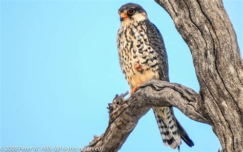 Falcon Amur (Falco amurensis) female - South Africa - World Bird Photos ...