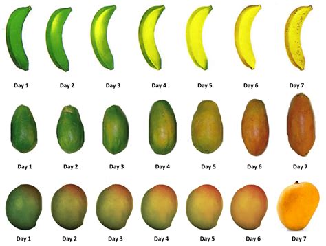 Fruit Ripening Chamber - Bharat Refrigeration