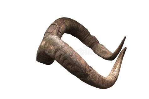 Pair of brown goat horns stock image. Image of anatomy - 130411631