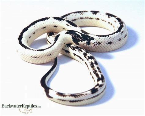 Eight California King Snake Morphs | California king snake, Pet snake ...