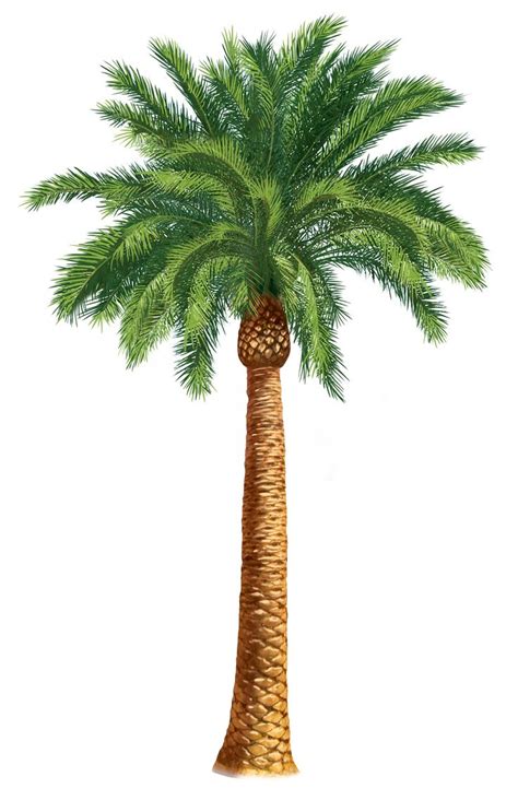 Palm tree clip art and cartoons on palm trees clip - Clipartix