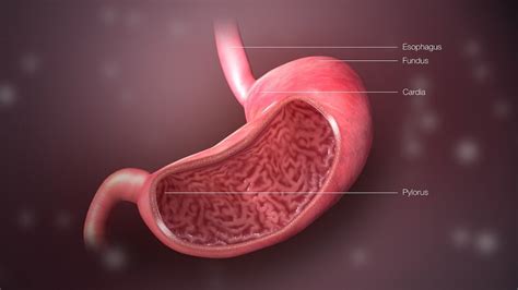 What Is the pH of the Stomach?