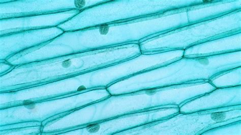 Plant Cells vs. Animal Cells (With Diagrams) - Owlcation