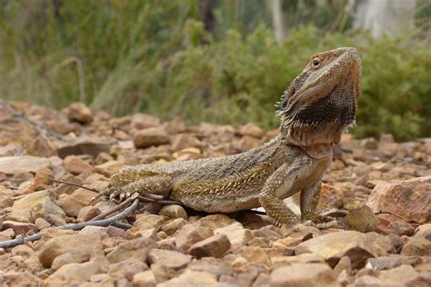 Pogona barbata | Pogona barbata (Cuvier, 1829), Eastern Bear… | Flickr