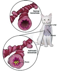 Feline Asthma Symptoms, Treatment & Prevention - Cat Mania