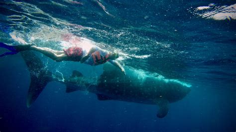 The Most Exciting Snorkeling Adventure With Whale Sharks - Useful ...