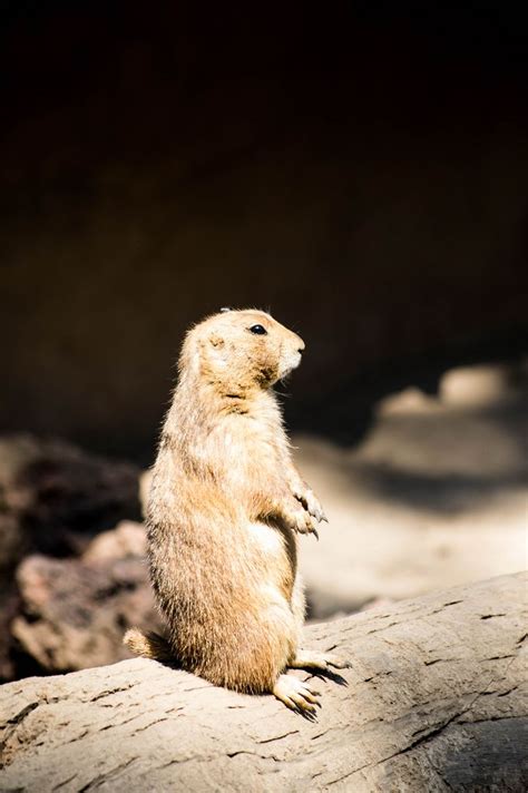 Prairie dog looking away - Creative Commons Bilder