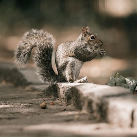 Chipmunk Poop Vs Mouse Poop: How To Tell The Difference - Hama Pest Control