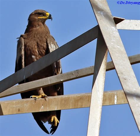 Steppe Eagle | BirdForum