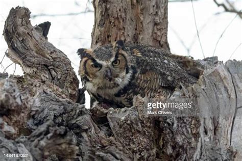 114 Great Horned Owl Talons Stock Photos, High-Res Pictures, and Images ...