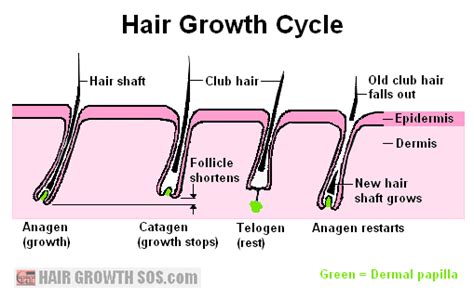 Hair Growth Cycle - All Phases of the Hair Cycle Fully Explained