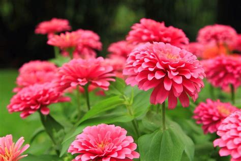 Ultimate Guide to Zinnia Flower Meaning and Symbolism - Petal Republic