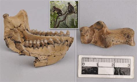 Monkey fossils unearthed in China date back 6.4 MILLION years | Daily ...