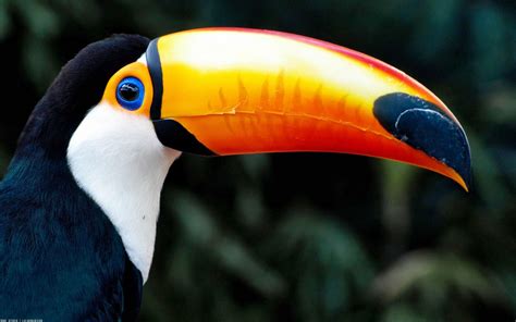 Toucan Wallpapers - Wallpaper Cave