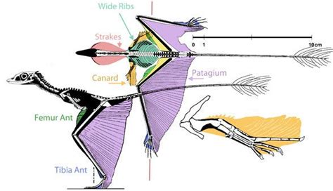 The Aerodynamics of Sharovipteryx – the Hind Wing Glider | Extinct animals, Creature design ...