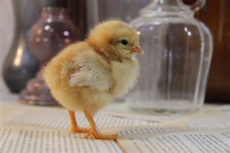 Cute Baby Chick Free Stock Photo - Public Domain Pictures
