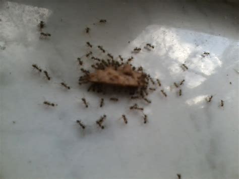 Report from the Florida Zone: Big-Headed Ants