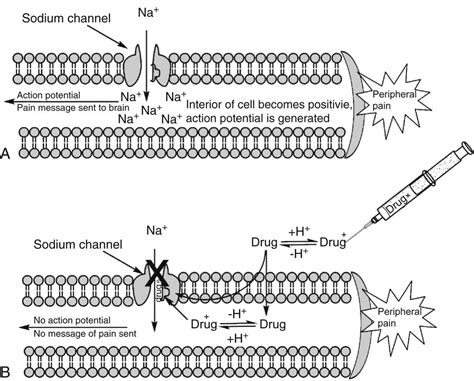 Anesthetic Agents Nerve Fibers