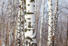 White Birch Bark Tree Free Stock Photo - Public Domain Pictures