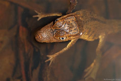 Baby Spectacled Caiman caiman crocodilus | Baby Spectacled C… | Flickr