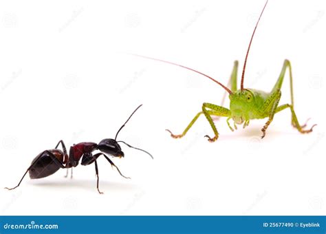 The Ant And The Grasshopper Stock Photo - Image: 25677490