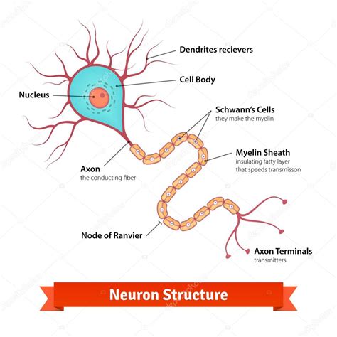 Brain neuron cell diagram Stock Vector Image by ©IconicBestiary #88737094