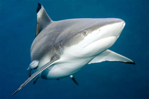 Black Tip Sharks: Are They Endangered?