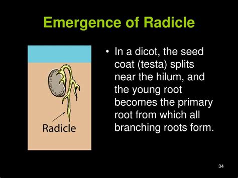 PPT - Plant Science PowerPoint Presentation, free download - ID:1149696