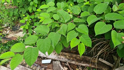 🏡 The Risks and Benefits of Using Herbicides on Japanese Knotweed