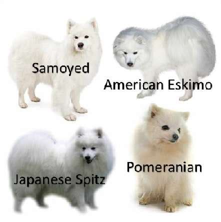 Japanese Spitz Dog Breed Information and Pictures