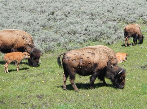 Gallery - Yellowstone Touring Company