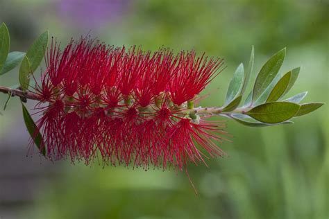 How to Grow and Care for Bottlebrush Plants