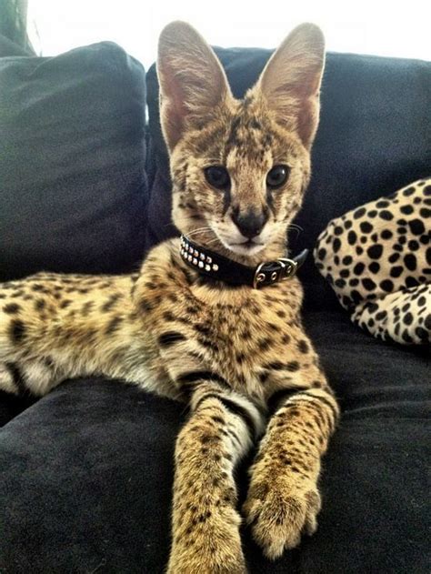 61 best Serval cats images on Pinterest | Big cats, Kitty cats and ...