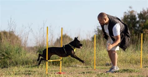 Female Cane Corso: Breed Traits, Care, And Training Tips