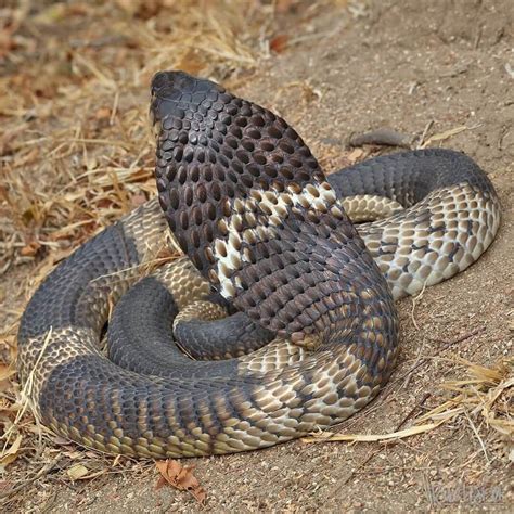 Snakes of South Africa identification: How to recognize snake species