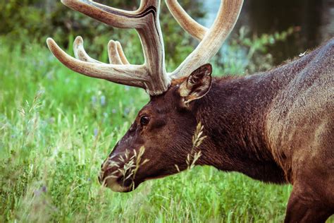 Elk | You can always spot the wildlife in the national parks… | Flickr